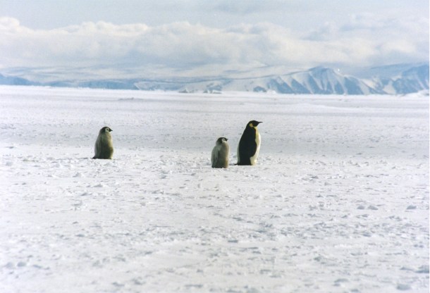 Emperor penguin