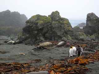 Pillow lavas, Macquarie Island Pillow lavas, Macquarie Island