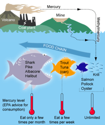 EPA advice for fish consumption