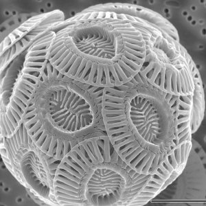 600px-Emiliania_huxleyi_coccolithophore_(PLoS)