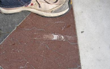 Straight shelled Ordovician Nautiloids on the steps of St Paul's Cathedral in London