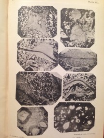 Photos of Formamniferal Limestone on Christmas Island, taken from 'A Monograph of Christmas Island' by Charles W. Andrews, published in 1900.  