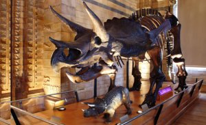triceratops-slide-490_12251_1