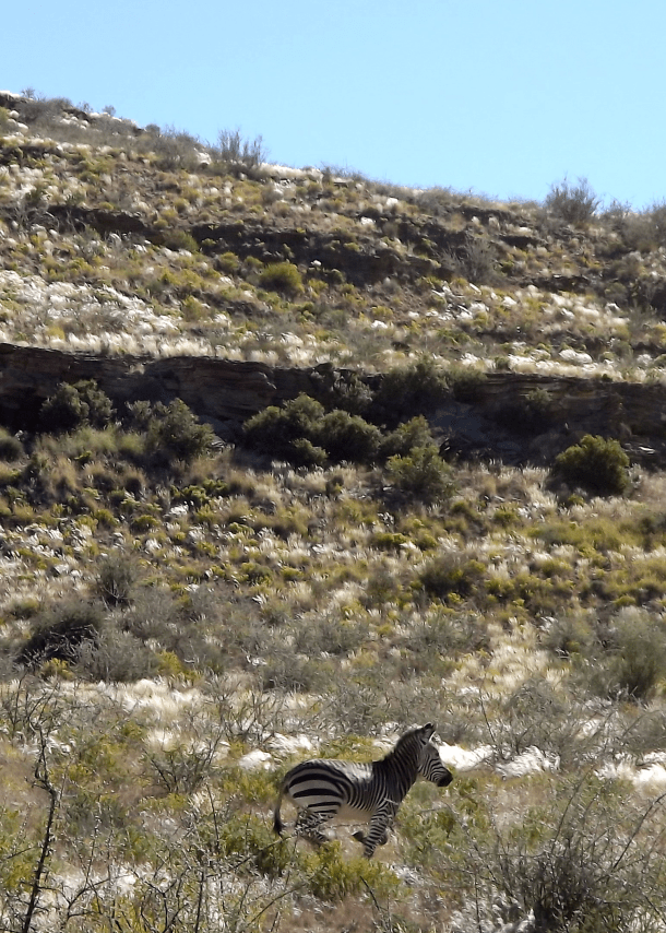 Zebra River Canyon 2