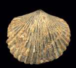 Brachiopod