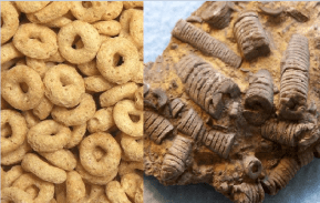 Crinoids and cheerios. The resemblance is uncanny.