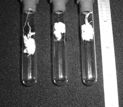 Samples of 'Angel Hair' left by UFOs