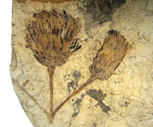 A fossilised flower