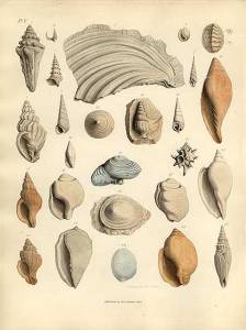 A plate from 'Organic Remains of a Former World' by James Parkinson