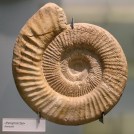 Perisphinctes_ammonite