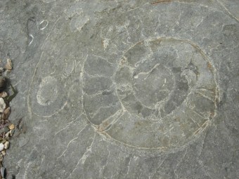 Ammonite Fossil, Credit: Anthea Lacchia