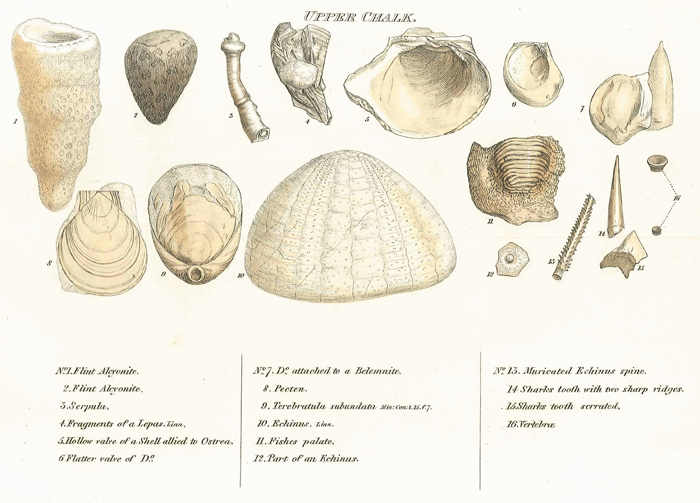 Smith's Fossils of the Upper Chalk