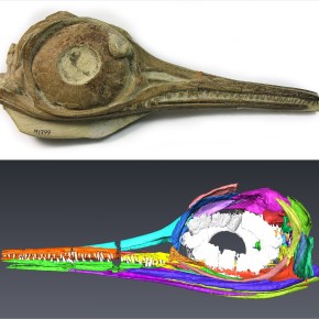 Ancient life in three&nbsp;dimensions