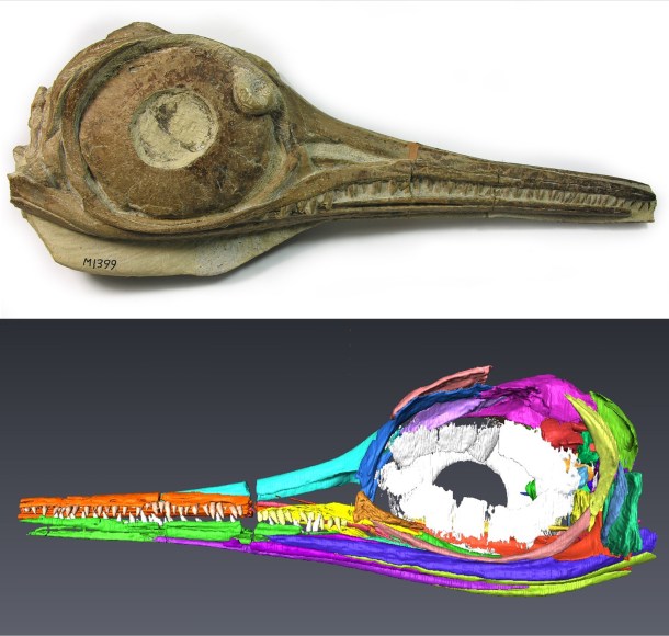 The skull of a juvenile ichthyosaur, Hauffiopteryx typicus and a model made from data gathered through X-Ray micro CT. Credit: to Bath Royal Literary and Scientific Institution