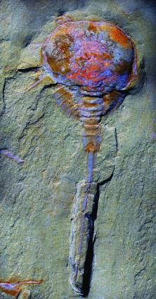 The oldest horseshoe crab, a subadult specimen showing the fused segments at the rear characteristic of living horseshoe crabs. c. Peter Van Roy 