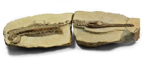 Infant crocodile, 26cm long. Credit: Bath Royal Literary and Scientific Institution