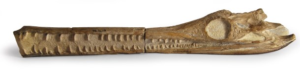 larger juvenile crocodile skull of the same species and about as long as the whole infant specimen. Credit: Bath Royal Literary and Scientific Institution