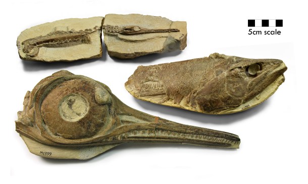 infant Pelagosurus crocodile (top), a Pachycormus fish (middle), and the skull of an ichthyosaur (Hauffiopteryx typicus , bottom) Credit: Bath Royal Literary and Scientific Institution.