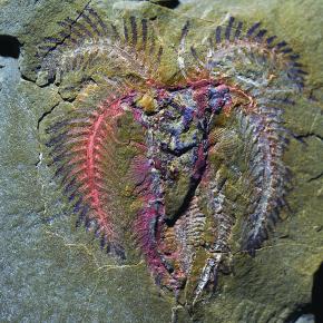 Spectacular Moroccan fossils redefine evolutionary&nbsp;timelines