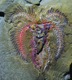 A marrellomorph arthropod, probably belonging to the genus Furca. c. Peter Van Roy