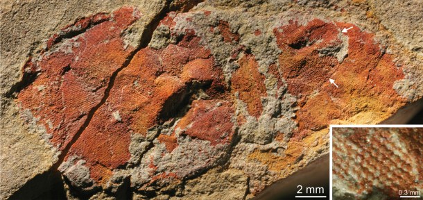 Anomalocaris eye c. John Paterson 