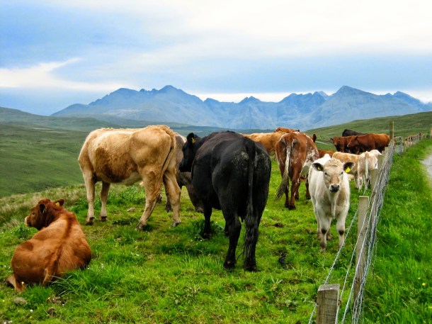 The Cuillins and cows c. Louise Squire