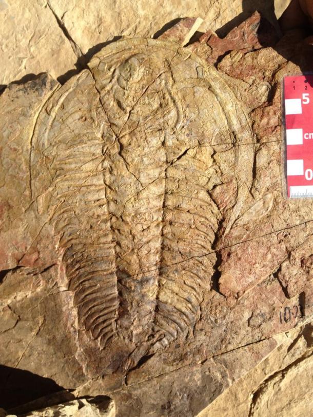 Redlichia takooensis c. John Paterson 