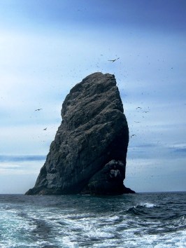 St Kilda c Louise Squire 