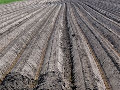 Fields in the Netherlands (Wikipedia)