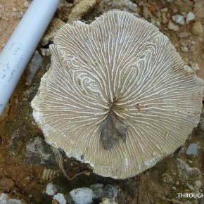 The 2016 Lyell meeting – Palaeoinformatics