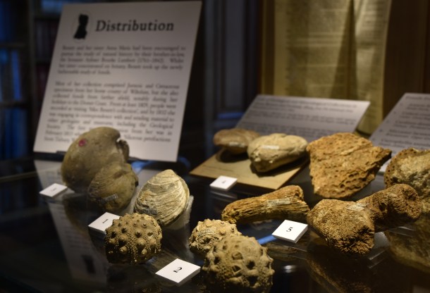 Part of Etheldred Benett's fossil collection, on display at the Geological Society (Loaned from the British Geological Survey)
