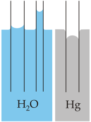 Capillary action of water compared to mercury