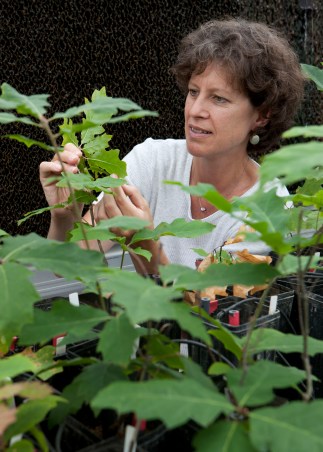 SBrantley Photo_trees