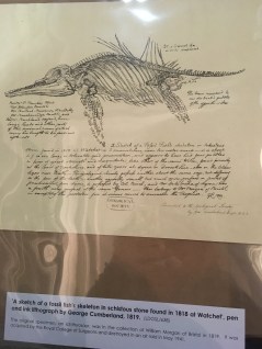 Early lithograph of an Ichthyosaur from 1819. Image c. Geological Society Library