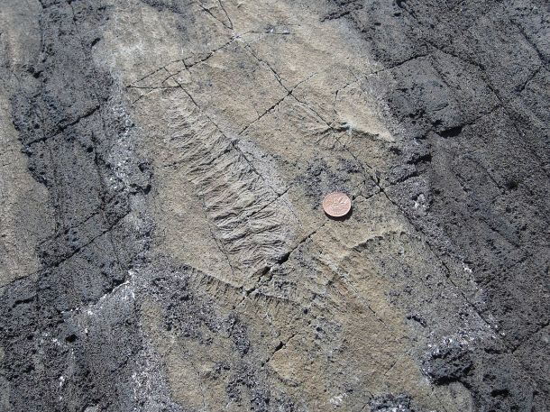 A fossil found in Mistaken Point Ecological Reserve (Wikipedia)
