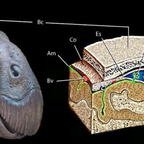 World’s first fossilised dinosaur brain&nbsp;identified