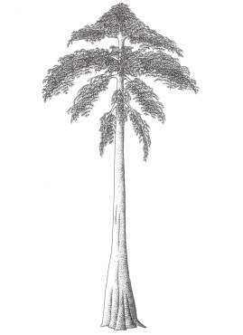 Reconstruction of Archaeopteris - one of the first trees to evolve. Not quite the Christmas tree we know and love!