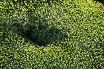 Modern day club mosses. Those found at Brymbo were over 40 metres tall! Image courtesy of geograph.org https://commons.wikimedia.org/wiki/File:Club_Moss_-_geograph.org.uk_-_594704.jpg