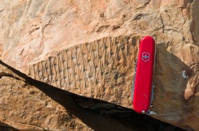 Lepiododendon fossil – a type of lycopsid plant from the Carboniferous period showing characteristic leaf scars