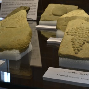 Exceptionally preserved fossils from Wurzburg, Germany, suggest new theory of fossil&nbsp;formation