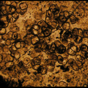 The search for the world’s oldest animal&nbsp;fossils