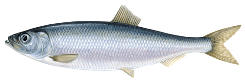 Herring-clupea_harengus_sw
