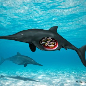 Yorkshire’s first embryo-bearing ichthyosaur was pregnant with&nbsp;octuplets