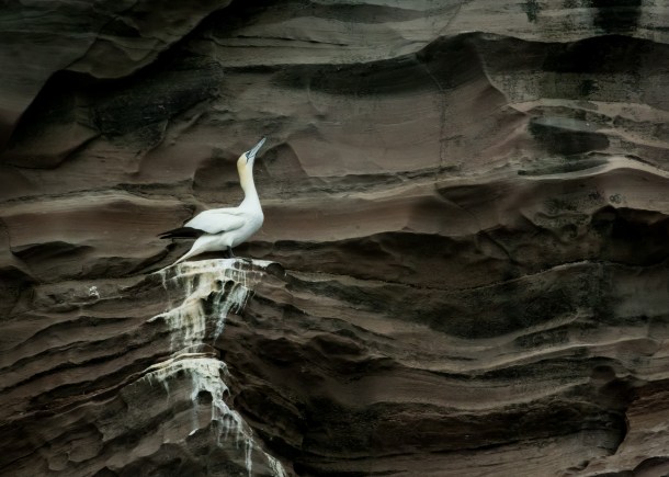 Geology is for living on, Isle of Noss, Sheltand c. Ursula Lawrence